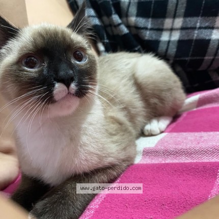 Foto 1/1 tocino Gato perdido en Venustiano Carranza