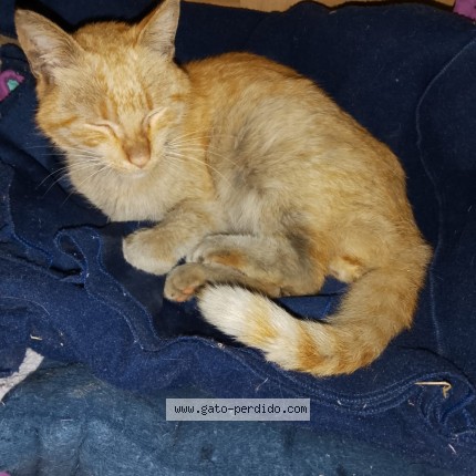 Foto de gato encontrado en Paso De Los Libres