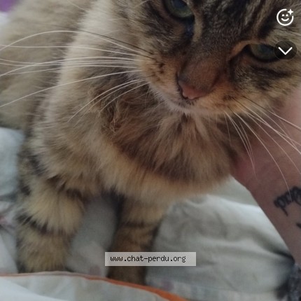 Foto de un gato reunido en Saint Malo