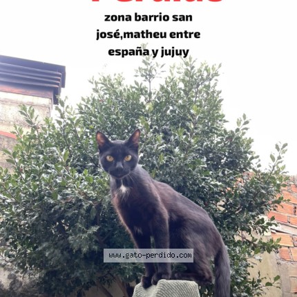 Foto 1/1 Algodon Gato perdido en Mar Del Plata