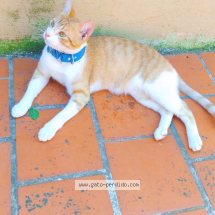 Foto del gato perdido en Mar Del Plata