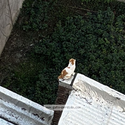 Foto de gato encontrado en Balvanera