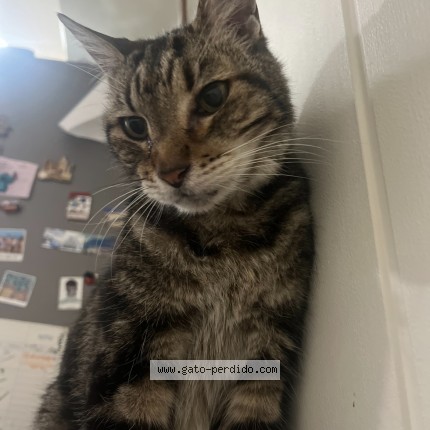 Foto del gato perdido en Arroyo De La Miel