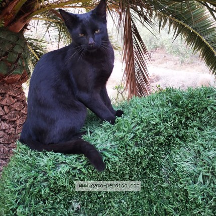 Foto del gato perdido en Arico Nuevo