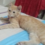 simba