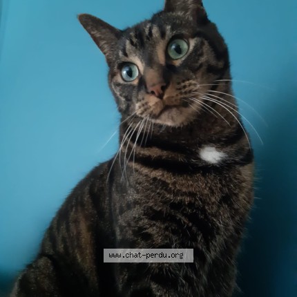 Foto de un gato reunido en Rennes
