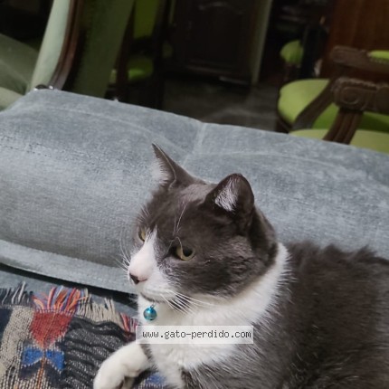 Foto del gato perdido en Haedo
