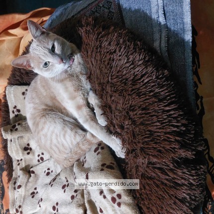 Foto 1/1 Amatista Caramelo Gato perdido en Macul