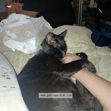 Foto 1/1 Gato encontrado Perdido en Montevideo