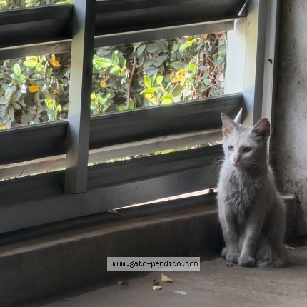 Foto 1/1 Gato encontado Encontrado en Guatemala