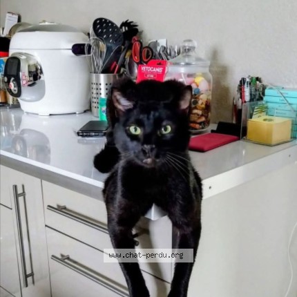 Foto de un gato reunido en Herimenil