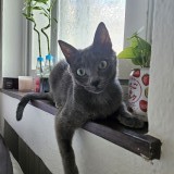 nori
