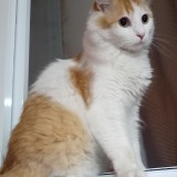 Tigger