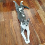 Mico