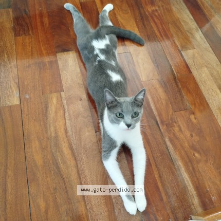 Foto 1/1 Mico Gato perdido en Cordoba Capital Villa Centenari