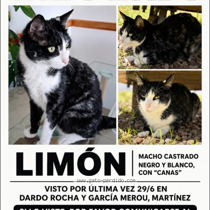 Foto 1/1 Gato encontrado Perdido en San Isidro