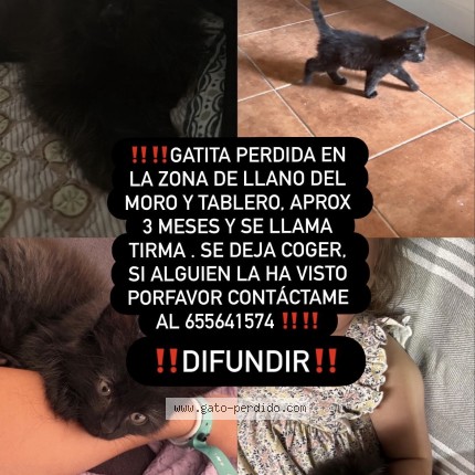 Foto del gato perdido en Llano Del Moro El Tablero