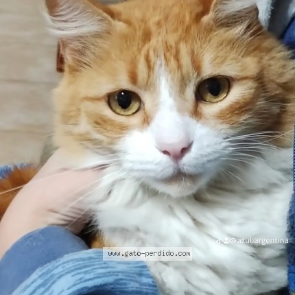 Foto del gato perdido en San Miguel De Tucuman