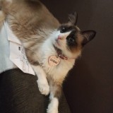 Catalina