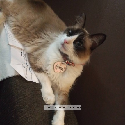 Foto 1/1 Catalina Gato perdido en San Andres