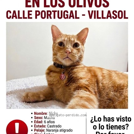 Foto del gato perdido en Lima