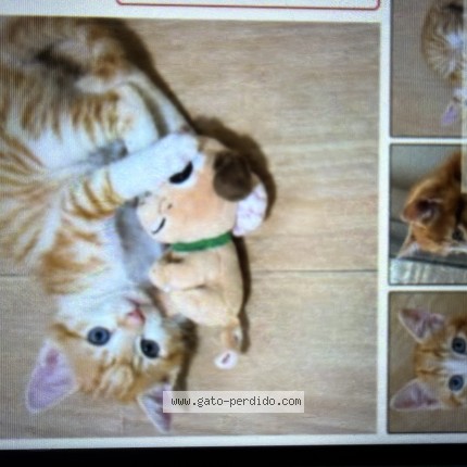 Foto del gato perdido en Guadix