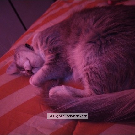 Foto del gato perdido en Las Heras