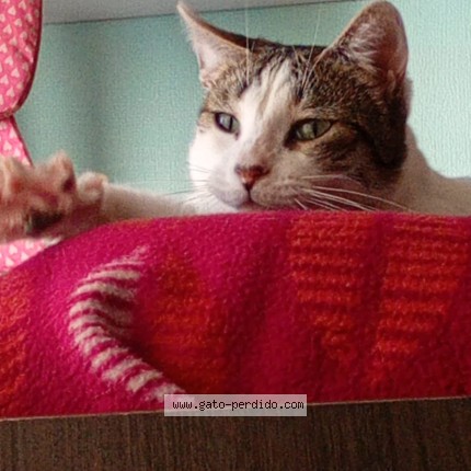 Foto 2/2 lili Gato perdido en Maipu