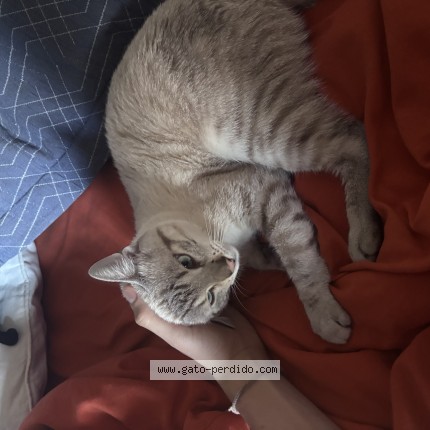 Foto 1/1 itati Gato perdido en Buenos Aires