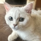 Lluna