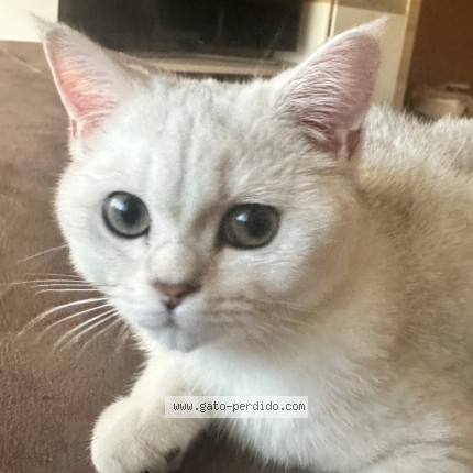 Foto del gato perdido en Cacicedo