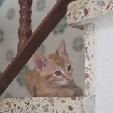 nemea