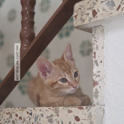 Foto del gato perdido en Sevilla