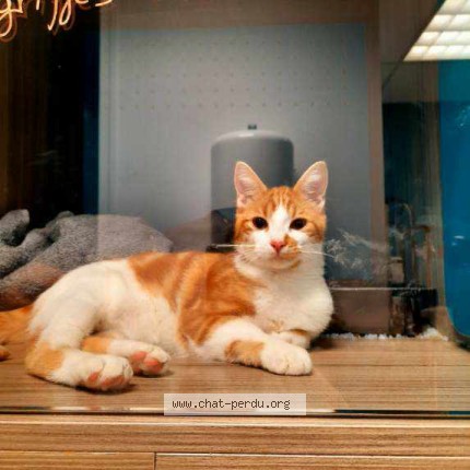 Foto de un gato reunido en La Chapelle Sur Erdre