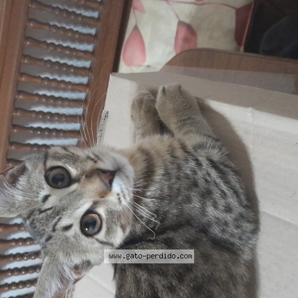 Foto del gato perdido en El Palomar