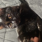 Negra