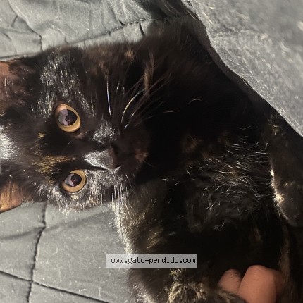 Foto 1/1 Negra Gato perdido en Cordoba Capital