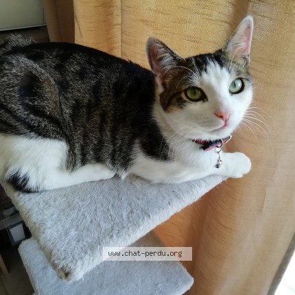 Foto de un gato reunido en Vaux Sur Mer