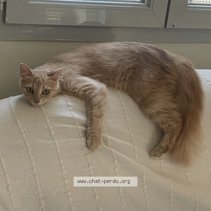 Foto de un gato reunido en Toulouse