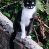BIGOTIN