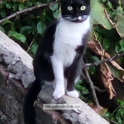Foto 1/1 Gato encontrado Perdido en Villa Ariza Ituzaingo