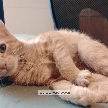Foto 1/1 Gato encontrado Perdido en Fcio Varela