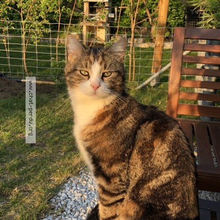 Foto de un gato reunido en Beaune