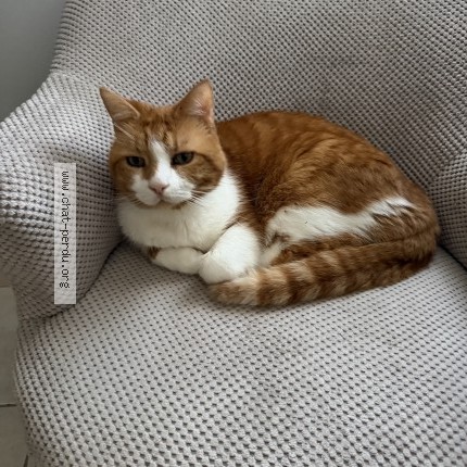 Foto de un gato reunido en Saint Molf