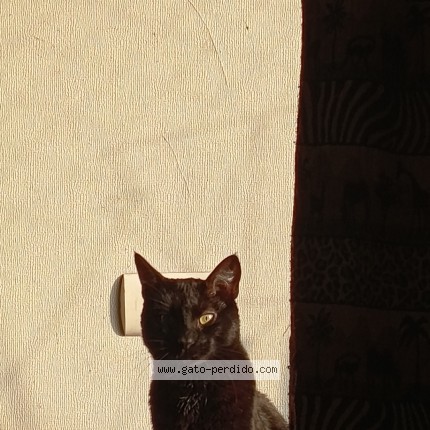 Foto 1/1 ketosin Gato perdido en Santiago