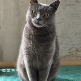 Chloe