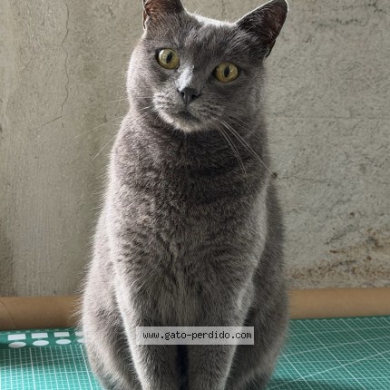 Foto del gato perdido en Mar Del Plata