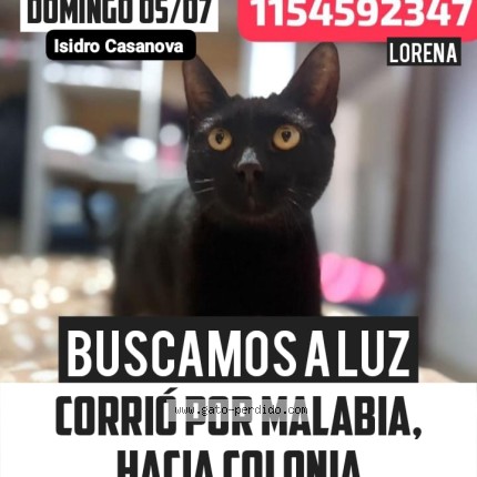 Foto 1/1 Luz Gato perdido en La Matanza