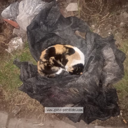 Foto de gato encontrado en Jose C Paz