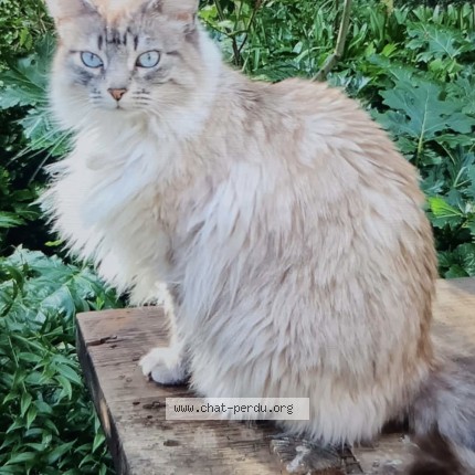 Foto de un gato reunido en Besancon